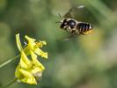 Mégachile du rosier, Abeille découpeuse Megachile centuncularis (Linnaeus, 1758)