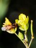 Tenthrède de la rave Athalia rosae (Linnaeus, 1758)