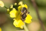  Eristalinus aeneus (Scopoli, 1763)