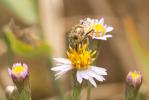  Eristalinus megacephalus (Rossi, 1794)
