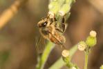 Abeille domestique, Abeille européenne, Abeille me Apis mellifera Linnaeus, 1758