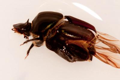  Onthophagus Latreille, 1802