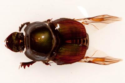  Onthophagus Latreille, 1802