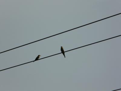 Guêpier d'Europe Merops apiaster Linnaeus, 1758