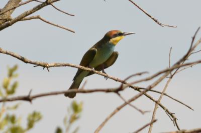 Guêpier d'Europe Merops apiaster Linnaeus, 1758