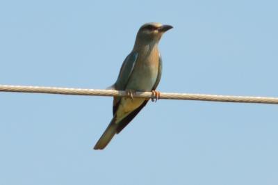 Rollier d'Europe Coracias garrulus Linnaeus, 1758
