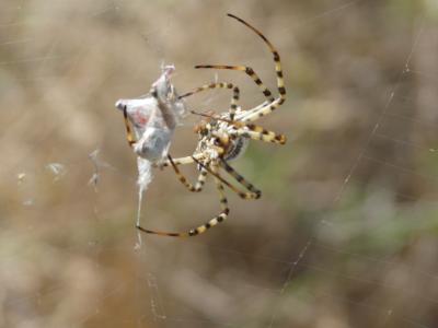  Argiope lobata (Pallas, 1772)