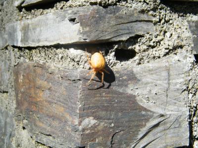  Araneus pallidus Olivier, 1789