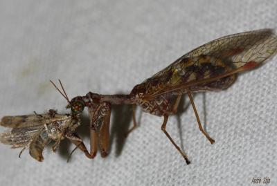  Mantispa styriaca (Poda, 1761)