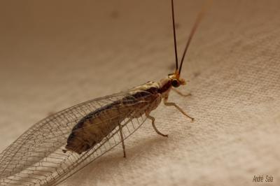  Italochrysa italica (Rossi, 1790)