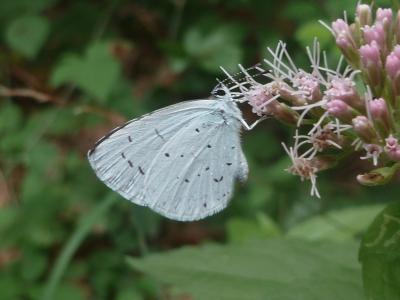 Azuré des Nerpruns (L'), Argus à bande noire (L'), Celastrina argiolus (Linnaeus, 1758)