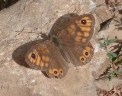 Némusien (Le), Ariane (L'), Némutien (Le), Satyre  Lasiommata maera (Linnaeus, 1758)