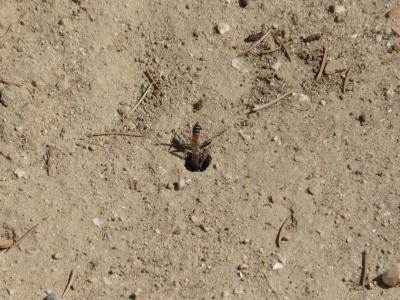  Ammophila sabulosa (Linnaeus, 1758)