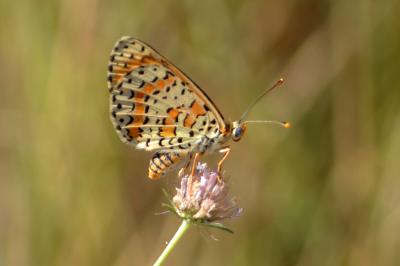 Mélitée orangée (La), Damier orangé (Le), Diane (L Melitaea didyma (Esper, 1778)
