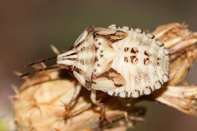 Carpocoris mediterraneus Tamanini, 1959