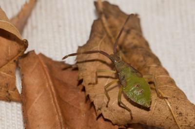 Gonocère du buis Gonocerus acuteangulatus (Goeze, 1778)