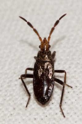  Lasiocoris anomalus (Kolenati, 1845)