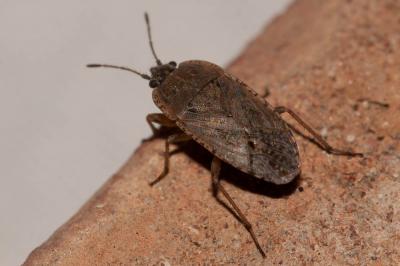  Emblethis denticollis Horváth, 1878