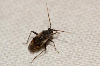  Polymerus cognatus (Fieber, 1858)