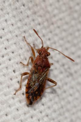  Rhopalus parumpunctatus Schilling, 1829