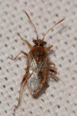  Rhopalus parumpunctatus Schilling, 1829