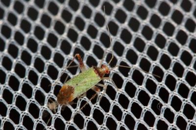  Phytocoris abeillei Puton, 1884