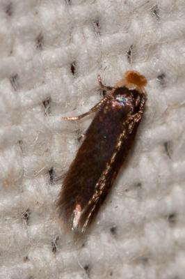 Stigmella Schrank, 1802