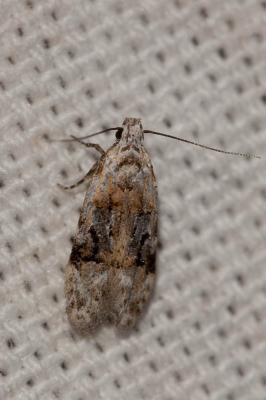  Altenia scriptella (Hübner, 1796)