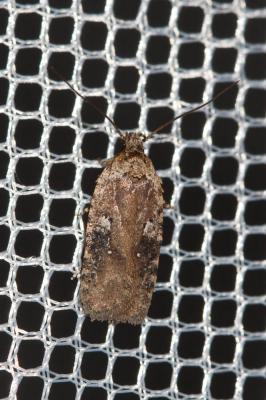  Agonopterix purpurea (Haworth, 1811)