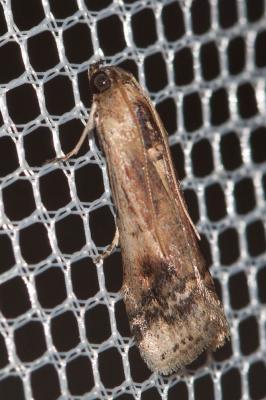  Euzophera osseatella (Treitschke, 1832)