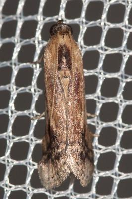  Euzophera osseatella (Treitschke, 1832)