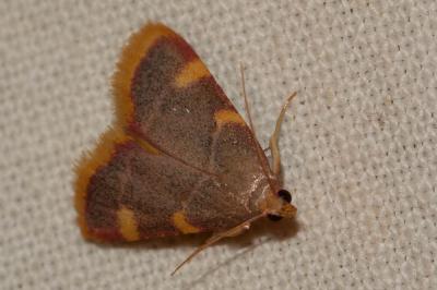  Hypsopygia costalis (Fabricius, 1775)