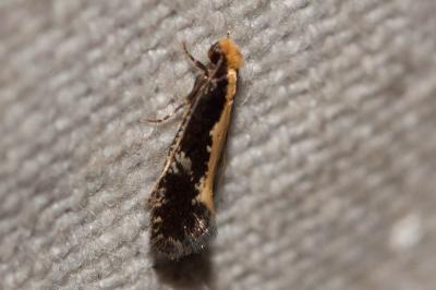  Monopis obviella (Denis & Schiffermüller, 1775)