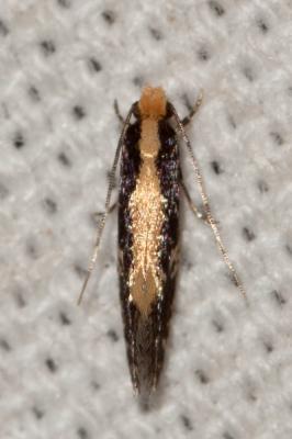  Monopis obviella (Denis & Schiffermüller, 1775)