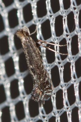  Parornix scoticella (Stainton, 1850)