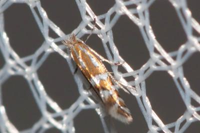  Phyllonorycter ulmifoliella (Hübner, 1817)