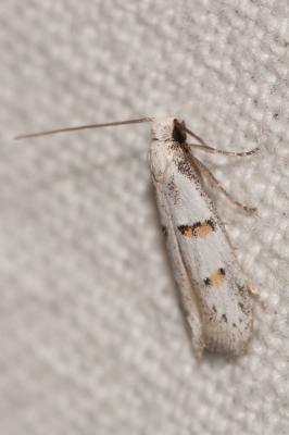  Symmocoides oxybiella (Millière, 1872)