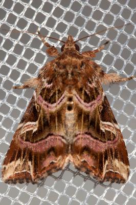Noctuelle de la Fougère (La) Callopistria juventina (Stoll, 1782)