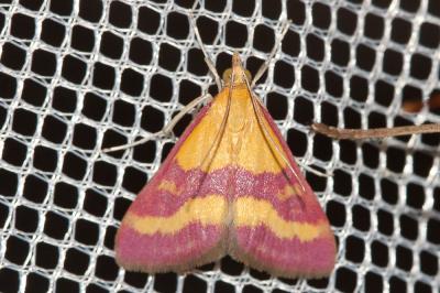 Pyrausta virginalis Duponchel, 1832