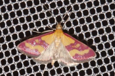  Pyrausta virginalis Duponchel, 1832