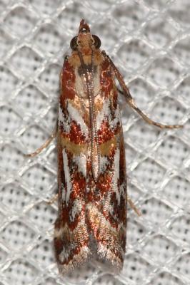  Acrobasis porphyrella (Duponchel, 1836)