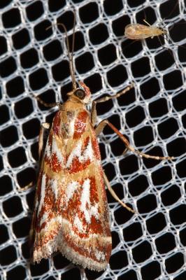  Acrobasis porphyrella (Duponchel, 1836)