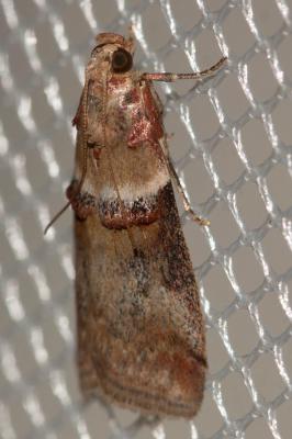 Acrobasis tumidana (Denis & Schiffermüller, 1775)