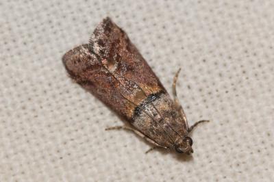  Acrobasis tumidana (Denis & Schiffermüller, 1775)