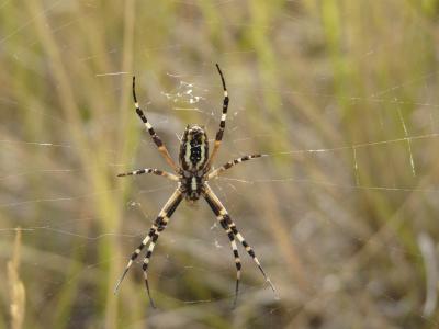 Épeire frelon Argiope bruennichi (Scopoli, 1772)