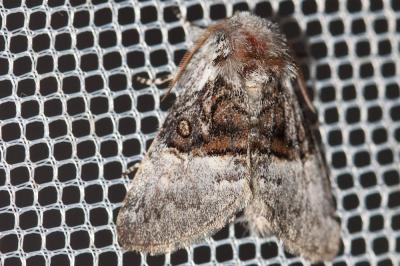 Noctuelle du Coudrier (La) Colocasia coryli (Linnaeus, 1758)