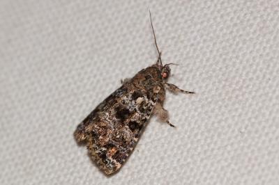 Flammèche (La) Callopistria latreillei (Duponchel, 1827)
