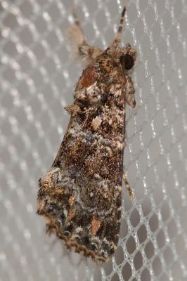Flammèche (La) Callopistria latreillei (Duponchel, 1827)