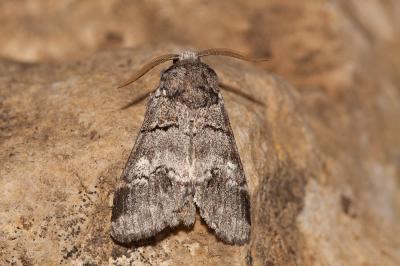 Demi-Lune blanche (La), Druide (Le) Drymonia querna (Denis & Schiffermüller, 1775)