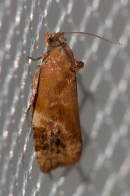 Ditula angustiorana (Haworth, 1811)